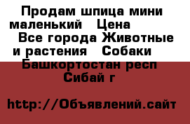 Продам шпица мини маленький › Цена ­ 15 000 - Все города Животные и растения » Собаки   . Башкортостан респ.,Сибай г.